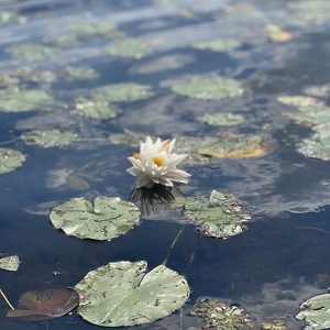 Fundraising Page: Laurie Feldhaus